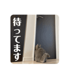マンチカンとチワワ3（個別スタンプ：22）