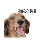 Mr, Jack（個別スタンプ：1）