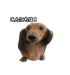 Mr, Jack（個別スタンプ：3）
