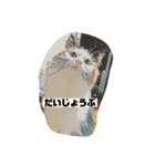 アニメにゃんだらけ（個別スタンプ：13）