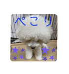 我が家のハク3（個別スタンプ：2）