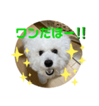 我が家のハク3（個別スタンプ：3）