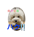 我が家のハク3（個別スタンプ：4）