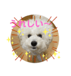 我が家のハク3（個別スタンプ：6）