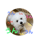 我が家のハク3（個別スタンプ：8）