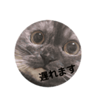 ねことらくがきさんぱーと3（個別スタンプ：14）