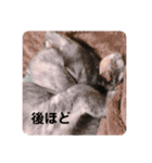 ねことらくがきさんぱーと3（個別スタンプ：16）