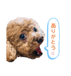 ルナスタンプ+α（個別スタンプ：3）