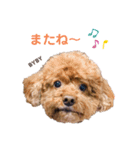 ルナスタンプ+α（個別スタンプ：5）