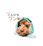 ルナスタンプ+α（個別スタンプ：12）