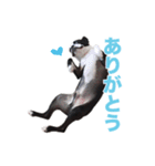 ボストンテリアのエマとカイル（個別スタンプ：1）