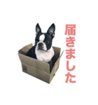 ボストンテリアのエマとカイル（個別スタンプ：2）