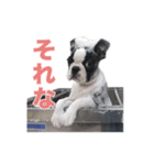 ボストンテリアのエマとカイル（個別スタンプ：5）