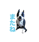 ボストンテリアのエマとカイル（個別スタンプ：6）