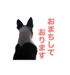 ボストンテリアのエマとカイル（個別スタンプ：7）