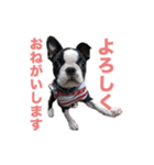 ボストンテリアのエマとカイル（個別スタンプ：9）