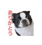 ボストンテリアのエマとカイル（個別スタンプ：15）