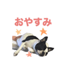 ボストンテリアのエマとカイル（個別スタンプ：16）