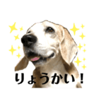 ぷんぷんぷんと（個別スタンプ：3）