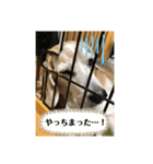 ぷんぷんぷんと（個別スタンプ：8）