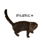 ミモザさんスタンプ2（個別スタンプ：2）