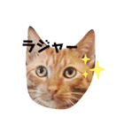うちのねこ♡♡ 2（個別スタンプ：1）