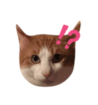 うちのねこ♡♡ 2（個別スタンプ：2）