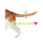 うちのねこ♡♡ 2（個別スタンプ：4）