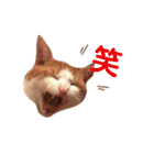 うちのねこ♡♡ 2（個別スタンプ：6）