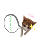 うちのねこ♡♡ 2（個別スタンプ：8）