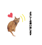 うちのねこ♡♡ 2（個別スタンプ：9）