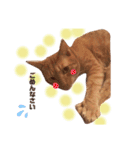 うちのねこ♡♡ 2（個別スタンプ：11）