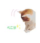 うちのねこ♡♡ 2（個別スタンプ：12）