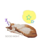 うちのねこ♡♡ 2（個別スタンプ：14）