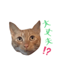 うちのねこ♡♡ 2（個別スタンプ：17）