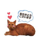 うちのねこ♡♡ 2（個別スタンプ：19）