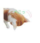 うちのねこ♡♡ 2（個別スタンプ：20）