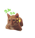 うちのねこ♡♡ 2（個別スタンプ：21）