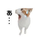 うちのねこ♡♡ 2（個別スタンプ：22）