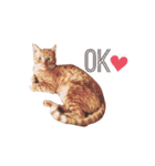 うちのねこ♡♡ 2（個別スタンプ：23）