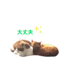 うちのねこ♡♡ 2（個別スタンプ：25）