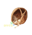 うちのねこ♡♡ 2（個別スタンプ：28）