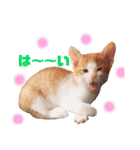 うちのねこ♡♡ 2（個別スタンプ：29）