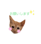 うちのねこ♡♡ 2（個別スタンプ：30）