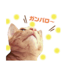 うちのねこ♡♡ 2（個別スタンプ：32）