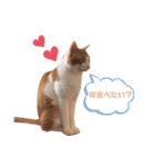 うちのねこ♡♡ 2（個別スタンプ：33）