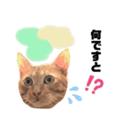 うちのねこ♡♡ 2（個別スタンプ：34）