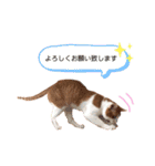 うちのねこ♡♡ 2（個別スタンプ：36）