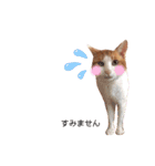 うちのねこ♡♡ 2（個別スタンプ：37）