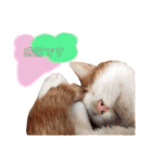 うちのねこ♡♡ 2（個別スタンプ：39）